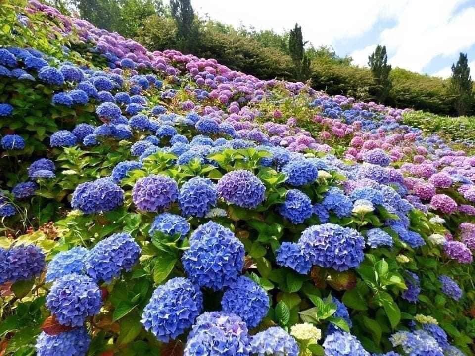 KHÔNG ĐĂNG KÝ KẾT HÔN CÓ CẦN LÀM THỦ TỤC LY HÔN.