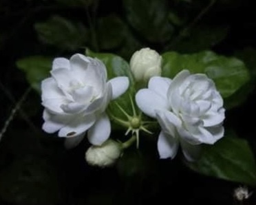 QUY ĐỊNH VỀ GỘP 2 SỔ BHXH