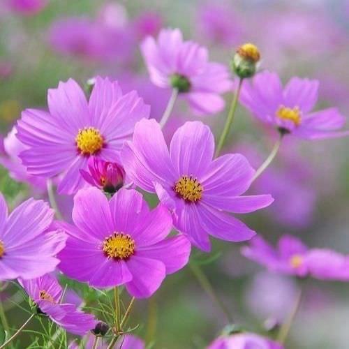 PHÁP NHÂN GIẢI THỂ TRONG TRƯỜNG HỢP NÀO? CHƯA HOÀN THÀNH NGHĨA VỤ VỀ TÀI SẢN CÓ ĐƯỢC GIẢI THỂ KHÔNG?