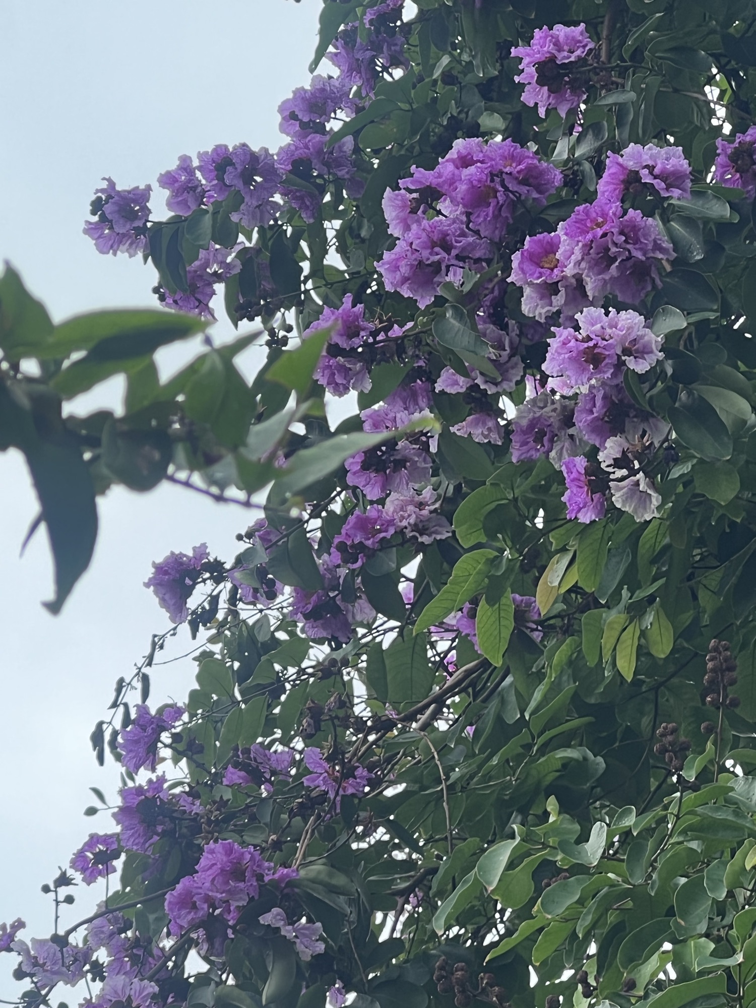 THỜI GIAN THỰC HIỆN THỦ TỤC ĐĂNG KÝ ĐẤT ĐAI, TÀI SẢN GẮN LIỀN VỚI ĐẤT, CẤP GIẤY CHỨNG NHẬN QUYỀN SỬ DỤNG ĐẤT, QUYỀN SỞ HỮU TÀI SẢN GẮN LIỀN VỚI ĐẤT