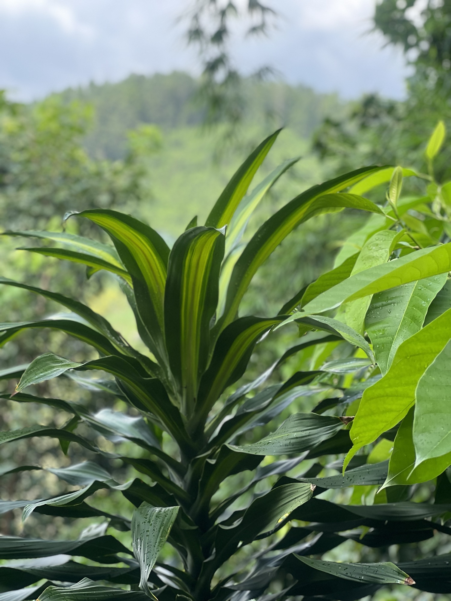 MẪU ĐƠN ĐĂNG KÝ ĐẤT ĐAI, TÀI SẢN GẮN LIỀN VỚI ĐẤT (HỘ GIA ĐÌNH, CÁ NHÂN)