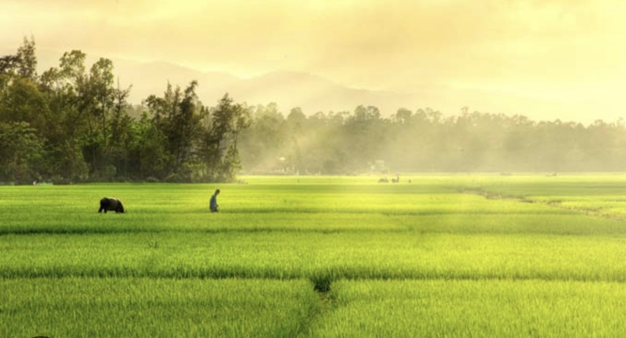 CÁ NHÂN KHÔNG TRỰC TIẾP SẢN XUẤT NÔNG NGHIỆP ĐƯỢC QUYỀN NHẬN CHUYỂN NHƯỢNG ĐẤT LÚA