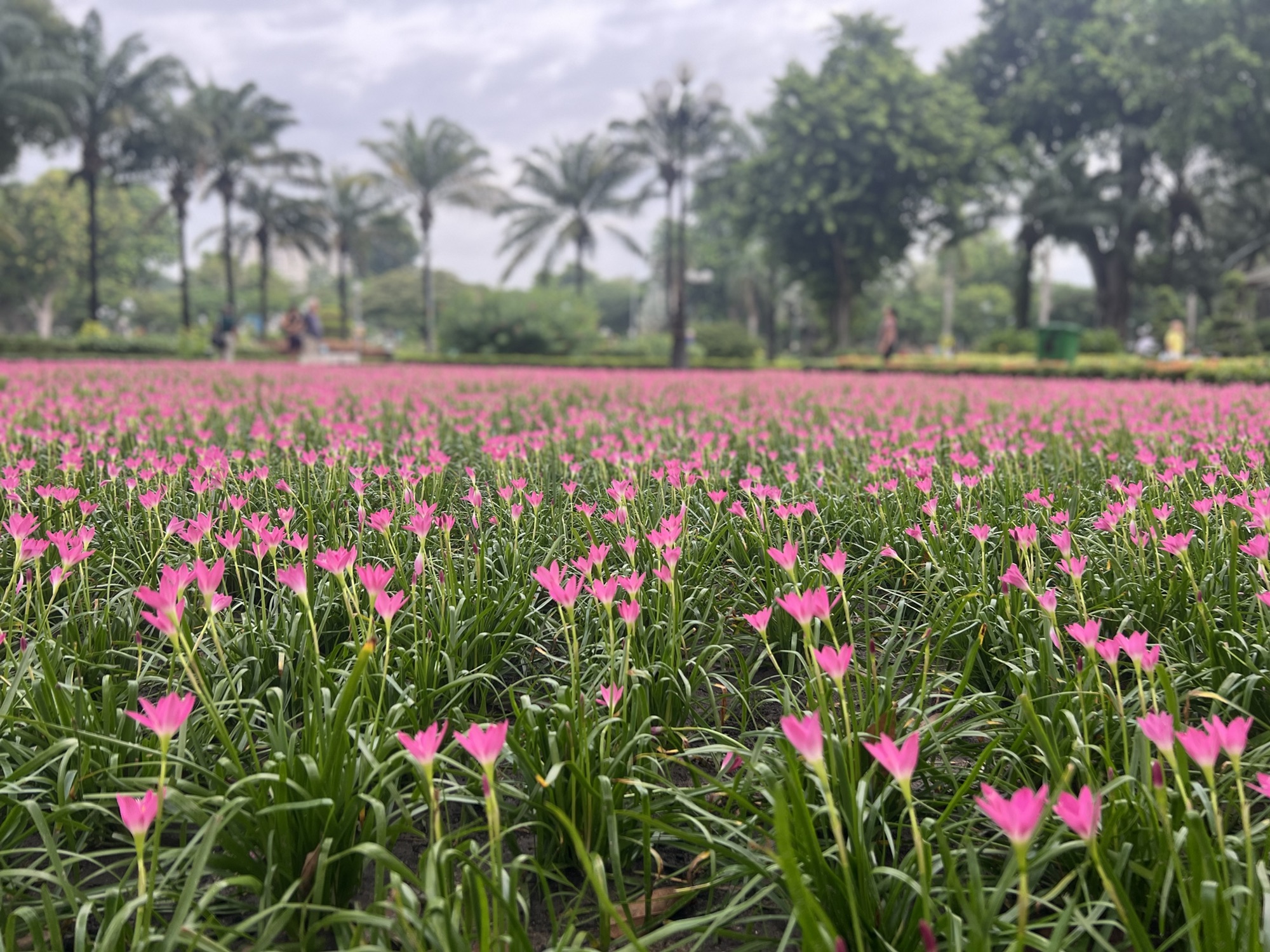 ĐÍNH CHÍNH GIẤY CHỨNG NHẬN ĐÃ CẤP